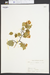 Crataegus phaenopyrum image