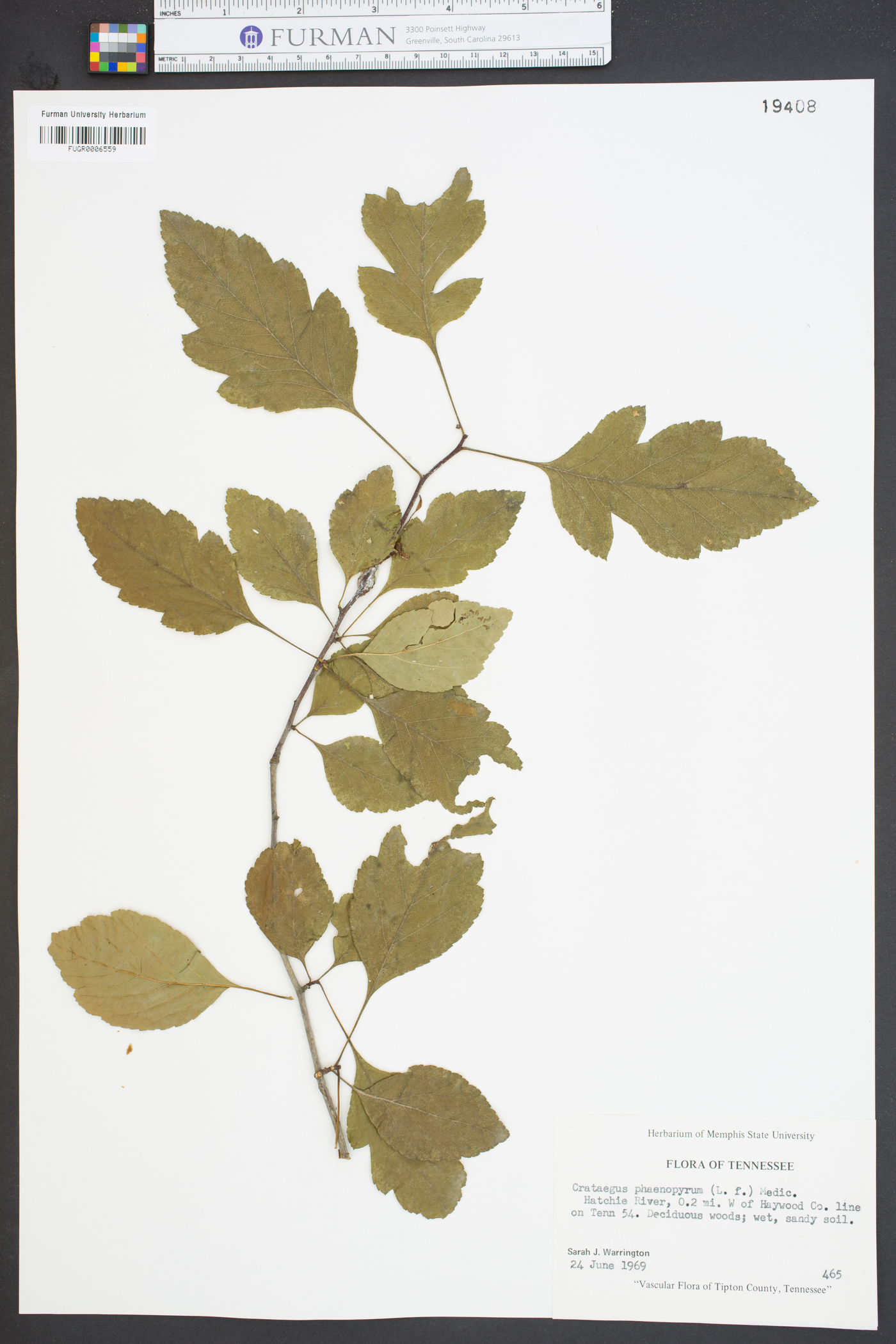 Crataegus phaenopyrum image