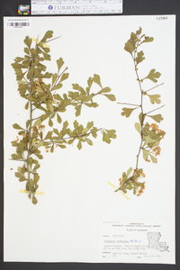 Crataegus spathulata image