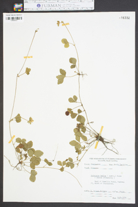 Potentilla indica image