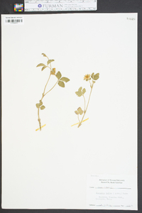 Potentilla indica image