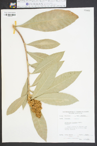 Eriobotrya japonica image