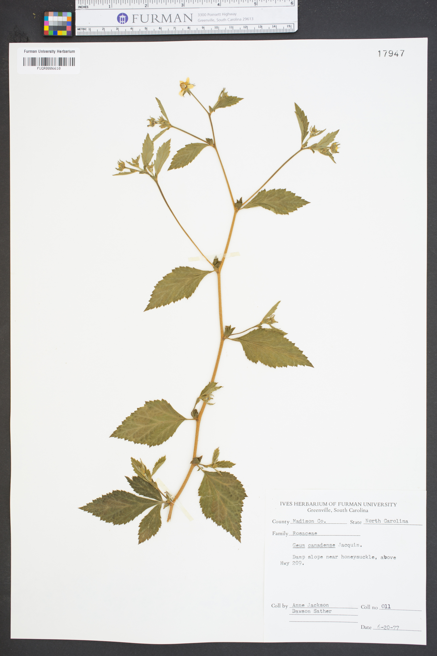Geum flavum image