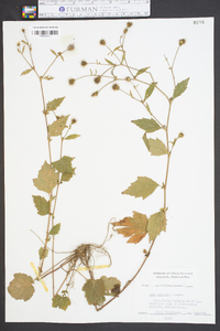 Geum laciniatum image