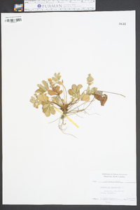 Geum flavum image