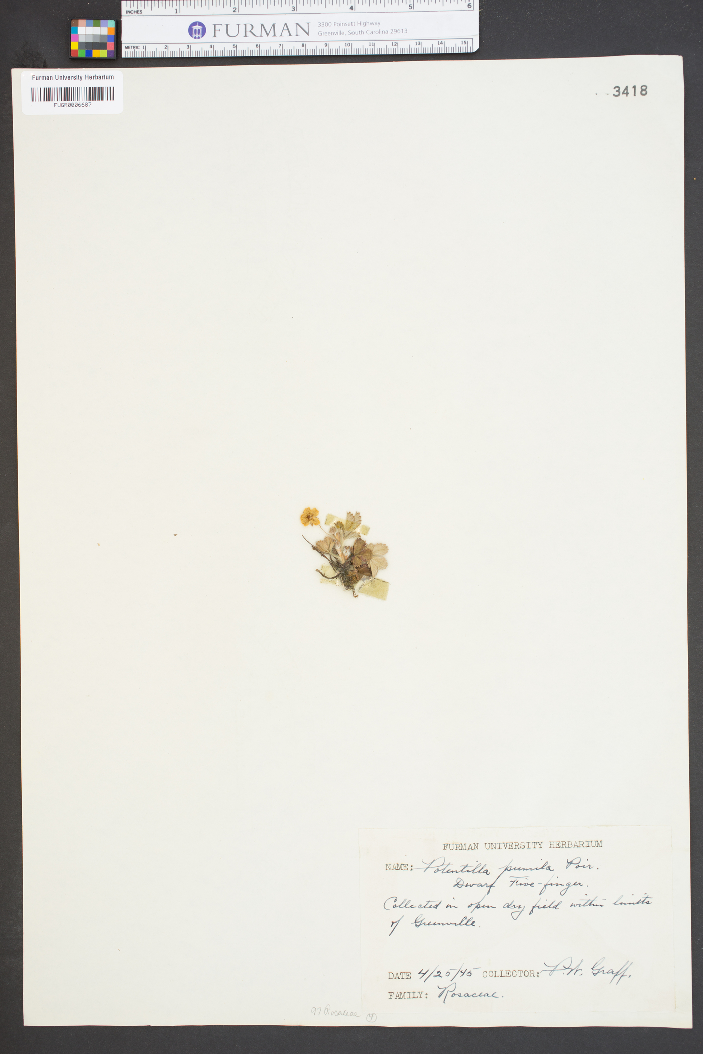 Potentilla pumila image