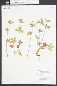 Potentilla canadensis image