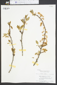 Prunus angustifolia image