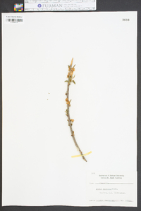Prunus japonica image