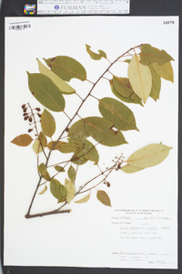 Prunus serotina var. serotina image