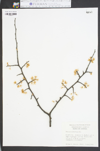 Prunus umbellata image