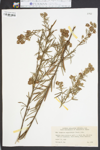 Lespedeza angustifolia image