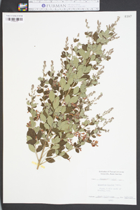 Lespedeza bicolor image