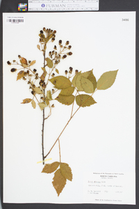 Rubus argutus image