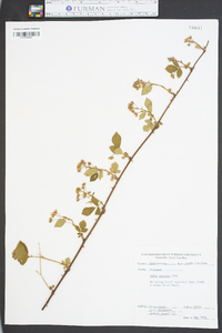 Rubus argutus image