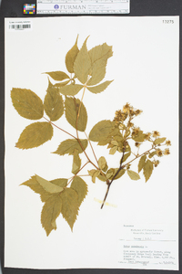 Rubus canadensis image