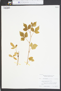 Rubus flagellaris image