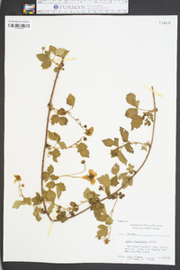 Rubus flagellaris image