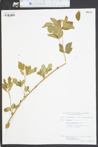 Rubus flagellaris image