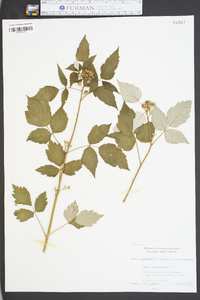 Rubus occidentalis image