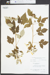 Rubus occidentalis image