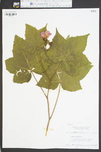 Rubus odoratus image