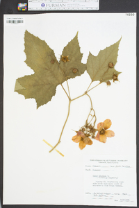 Rubus odoratus image