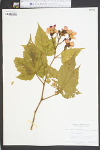 Rubus odoratus image