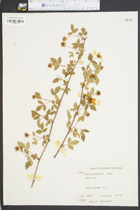 Rubus procumbens image