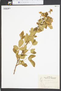 Rubus argutus image