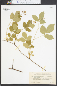 Rubus clandestinus image