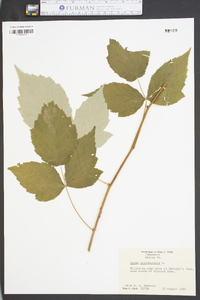 Rubus occidentalis image