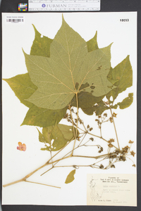 Rubus odoratus image