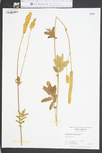 Sanguisorba canadensis image