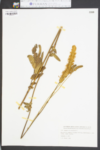 Sanguisorba canadensis image