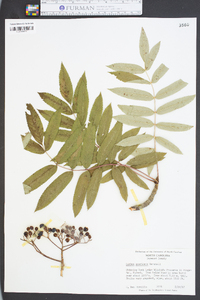 Sorbus americana image