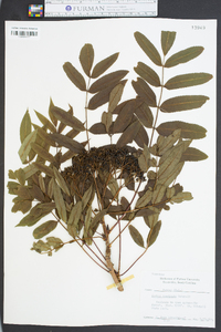 Sorbus americana image