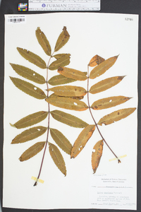 Sorbus americana image