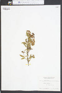 Image of Spiraea crenata