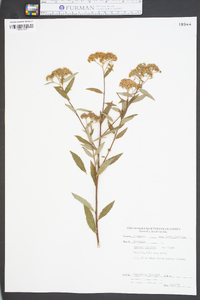 Spiraea japonica image