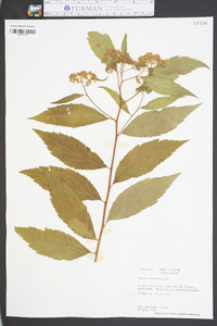 Spiraea japonica image