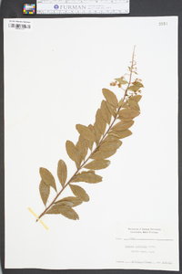 Spiraea latifolia image