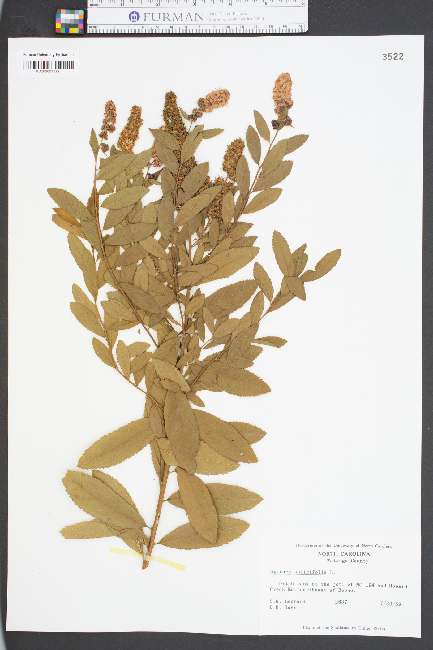 Spiraea salicifolia image