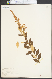 Spiraea tomentosa image