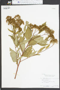 Spiraea japonica image