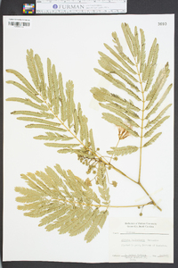 Albizia julibrissin image