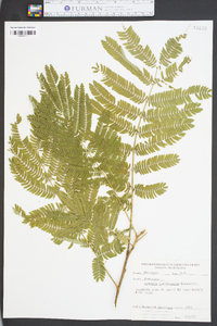 Albizia julibrissin image