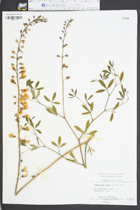 Baptisia alba image