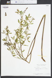 Baptisia alba image