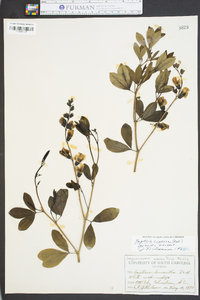 Baptisia cinerea image